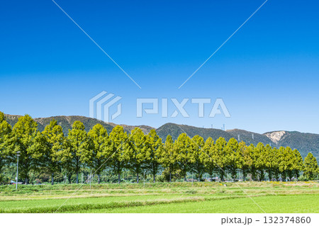 知内川沿いのメタセコイア並木 滋賀県高島市マキノ町 知内川沿いのメタセコイア並木 滋賀県高島市マキノ町 132374860