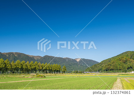 知内川沿いのメタセコイア並木　滋賀県高島市マキノ町 132374861