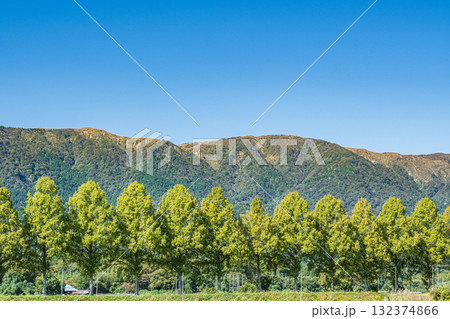 知内川沿いのメタセコイア並木　滋賀県高島市マキノ町 132374866