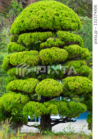 Bansai. Garden with pine tree niwaki. Tree with dense needles and branches. Bansai. Garden with pine tree niwaki. Tree with dense needles and branches. 132374906