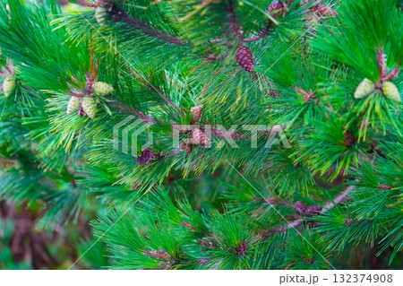 Pine Tree with needles and Pine Cone. Pine tree branch with cones in autumn 132374908