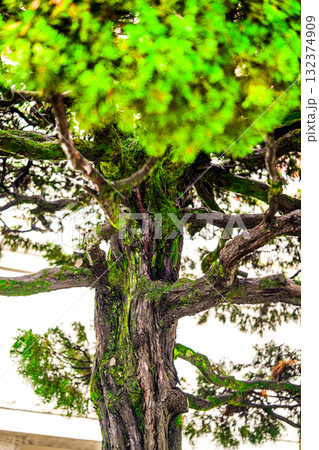 Korean pine. Pinus Koraiensis Plant Growing in The Garden in Korea Korean pine. Pinus Koraiensis Plant Growing in The Garden in Korea 132374909