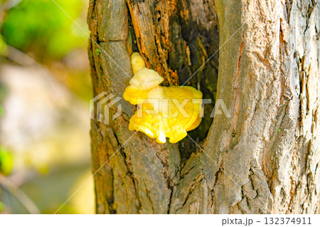 Chicken of the Woods, Sulphur Shelf mushroom Laetiporus sulphureus 132374911