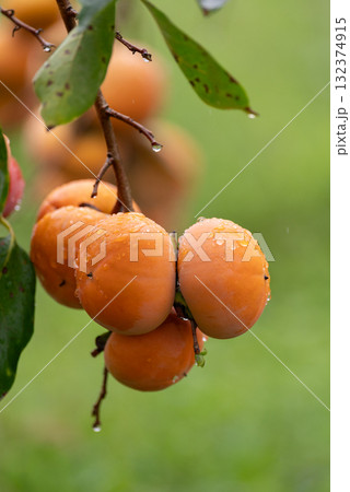 美味しく実った柿の実 美味しく実った柿の実 132374915