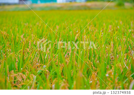 Rice. A large area of rice seedlings growing in the fields of Korea. Rice. A large area of rice seedlings growing in the fields of Korea. 132374938