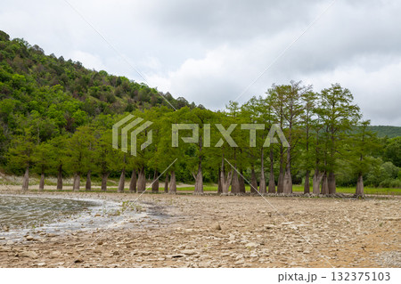 dry cypress lake with bare root cypress trees, mountains. lake dried up, climate change, drought 132375103