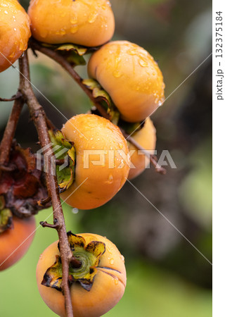 美味しく実った柿の実 132375184