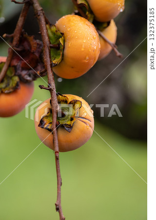 美味しく実った柿の実 132375185