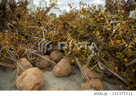 Trees with a lump of earth a lot on the street for landing in the city. improving the urban environment Trees with a lump of earth a lot on the street for landing in the city. improving the urban environment 132375211