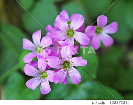 ムラサキカタバミ 132375254
