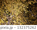 夜の黄色いもみじ 132375262