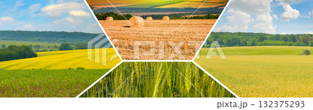 Fields of Green Wheat, Rapeseed, and Straw Bales Photo Set Fields of Green Wheat, Rapeseed, and Straw Bales Photo Set 132375293