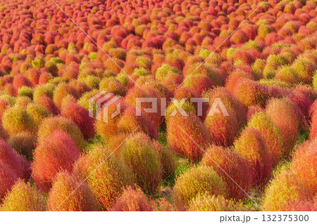 国営ひたち海浜公園のコキアとコスモス 132375300