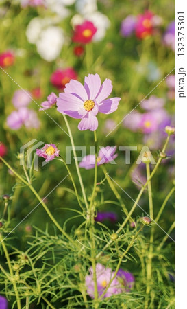 国営ひたち海浜公園のコスモス 国営ひたち海浜公園のコスモス 132375301