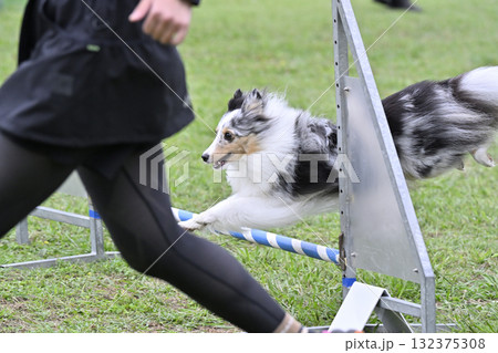 愛犬とドッグランで遊ぶ女性　シェルティ　 132375308