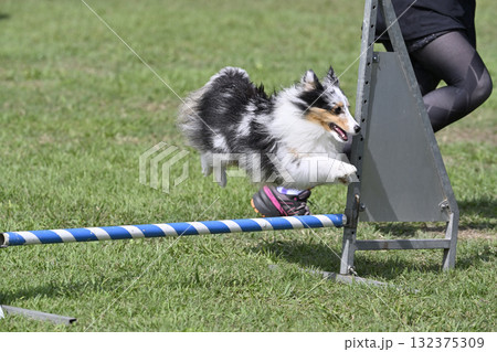 愛犬とドッグランで遊ぶ女性 シェルティ 愛犬とドッグランで遊ぶ女性 シェルティ 132375309