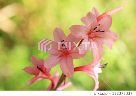 百合の花 百合の花 132375337