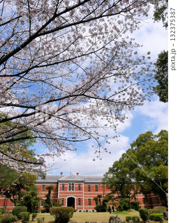 五高記念館の春　（熊本大学） 132375387