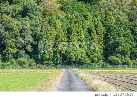 収穫後ののどかな田園風景　滋賀県高島市マキノ町 132375610
