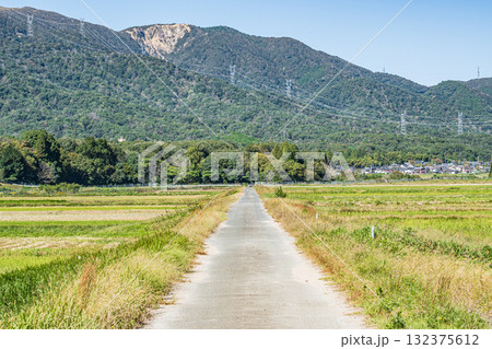 収穫後ののどかな田園風景　真っ直ぐに続く農道　滋賀県高島市マキノ町 132375612