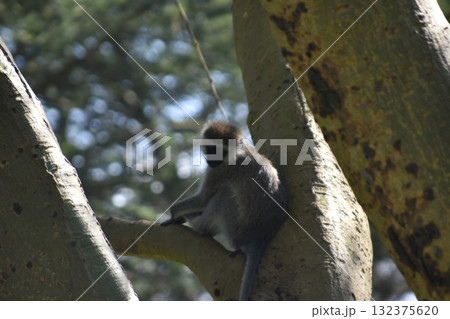 ケニアのサファリ「ナクル湖国立公園」で見かけた野生動物　猿 132375620
