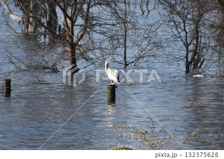 ケニアのサファリ「ナクル湖国立公園」で見かけた野鳥 132375628