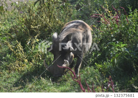 ケニアのサファリ「ナクル湖国立公園」で見られる野生動物　イボイノシシ　カソンゴ 132375681