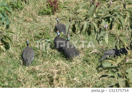 ケニアのサファリ「ナクル湖国立公園」で見られる野鳥 ホロホロチョウ ケニアのサファリ「ナクル湖国立公園」で見られる野鳥 ホロホロチョウ 132375754