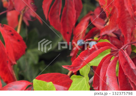 A close up of creeping ivy and Virginia creeper. Ivy climbing on a wall. Red leaves. Macro image, close-up. The idea of autumn colors and the coming winter. A close up of creeping ivy and Virginia creeper. Ivy climbing on a wall. Red leaves. Macro image, close-up. The idea of autumn colors and the coming winter. 132375798