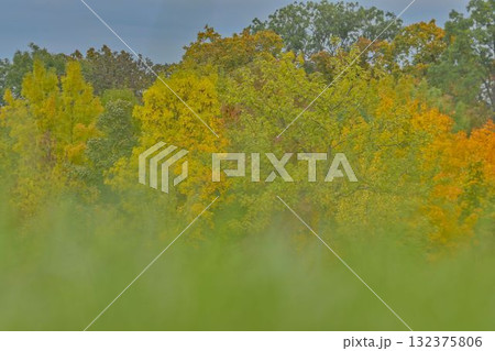 View of colorful autumn leaves on trees through green grass. Colorful autumn foliage on trees. Concept of fall and approaching winter. Shallow depth of field. Macro image, close-up. 132375806
