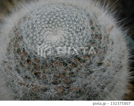 Mammillaria hahniana f. lanata “玉翁殿” 132375807