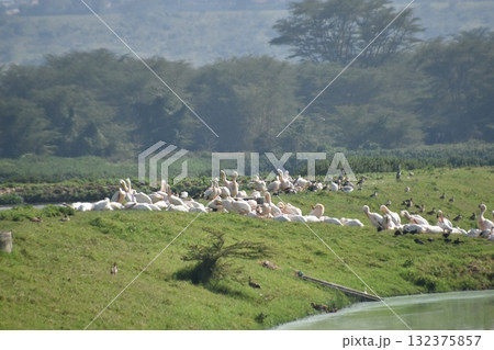 ケニアのサファリ「ナクル湖国立公園」ナクル湖湖畔にて見られる野鳥 132375857