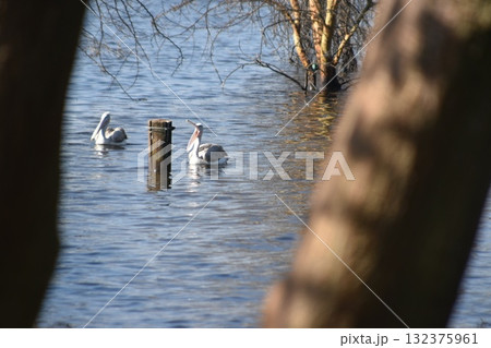 ケニアのサファリ「ナクル湖国立公園」で見られる野鳥 132375961