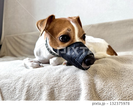 a young thoroughbred Jack Russell Terrier at home in a muzzle 132375978