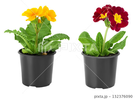 Yellow primrose in black pot isolated on white background. 132376090