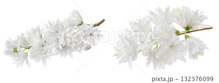deutzia flowers isolated on a white background deutzia flowers isolated on a white background 132376099