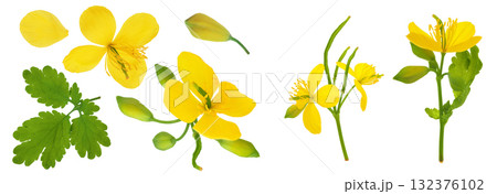 Celandine flower isolated on white background. Top view. Flat lay 132376102