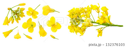 Rapeseed flowers isolated on white background, Top view. Flat lay Rapeseed flowers isolated on white background, Top view. Flat lay 132376103