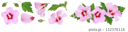 Pink hibiscus flower isolated on white background. Top view with copy space for your text. Flat lay. 132376118