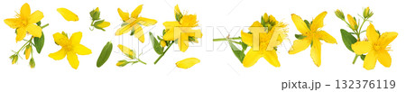 saint john's wort or Hypericum flowers isolated on white background. Top view with copy space for your text. Flat lay saint john's wort or Hypericum flowers isolated on white background. Top view with copy space for your text. Flat lay 132376119