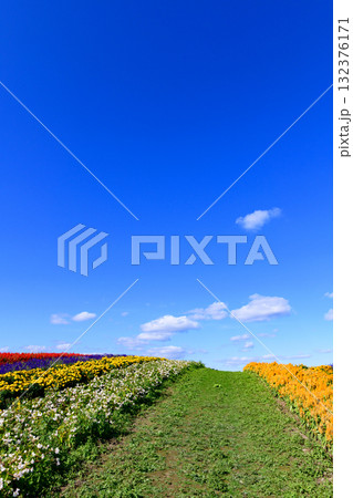 さわやかな秋のお花畑 さわやかな秋のお花畑 132376171