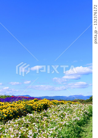 さわやかな秋のお花畑 さわやかな秋のお花畑 132376172