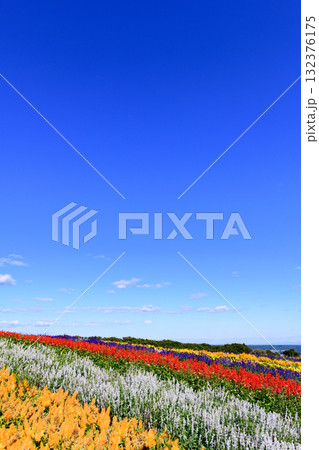 さわやかな秋のお花畑 さわやかな秋のお花畑 132376175