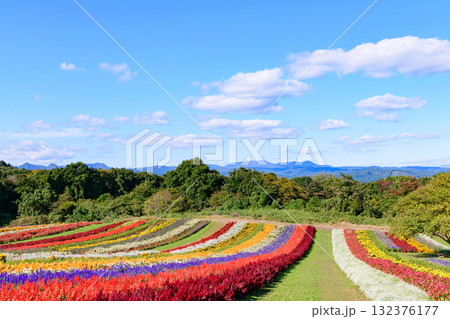 さわやかな秋のお花畑 さわやかな秋のお花畑 132376177