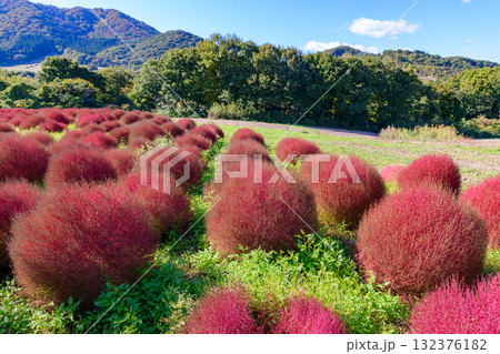 さわやかな秋のお花畑 さわやかな秋のお花畑 132376182