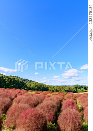 さわやかな秋のお花畑 さわやかな秋のお花畑 132376184