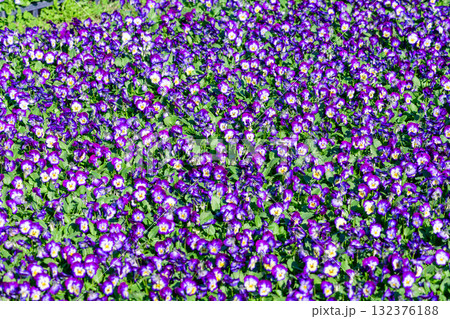 さわやかな秋のお花畑 さわやかな秋のお花畑 132376188