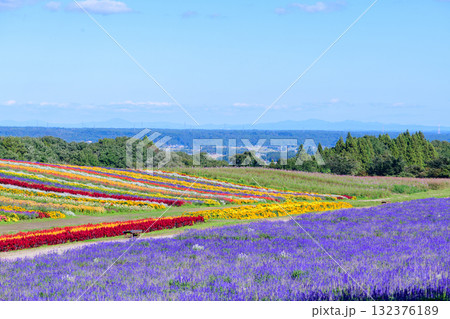 さわやかな秋のお花畑 さわやかな秋のお花畑 132376189