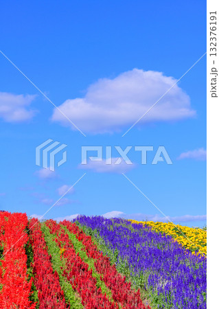 さわやかな秋のお花畑 さわやかな秋のお花畑 132376191
