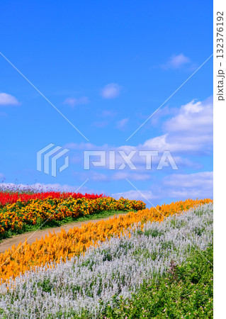 さわやかな秋のお花畑 さわやかな秋のお花畑 132376192